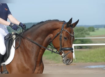 Belgisches Warmblut, Stute, 11 Jahre, 167 cm, Brauner