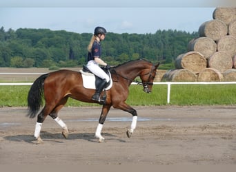 Belgisches Warmblut, Stute, 11 Jahre, 167 cm, Brauner