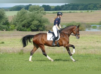 Belgisches Warmblut, Stute, 11 Jahre, 167 cm, Brauner