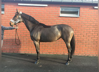 Belgisches Warmblut, Stute, 11 Jahre, 168 cm, Brauner