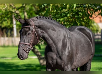Belgisches Warmblut, Stute, 11 Jahre, 168 cm, Dunkelbrauner