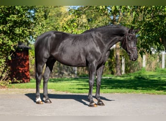 Belgisches Warmblut, Stute, 11 Jahre, 168 cm, Dunkelbrauner