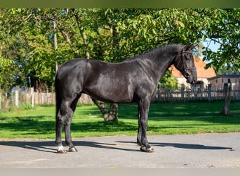 Belgisches Warmblut, Stute, 11 Jahre, 168 cm, Dunkelbrauner