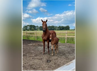 Belgisches Warmblut, Stute, 11 Jahre, 168 cm, Fuchs