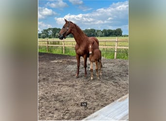 Belgisches Warmblut, Stute, 11 Jahre, 168 cm, Fuchs