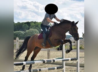 Belgisches Warmblut, Stute, 11 Jahre, 168 cm, Hellbrauner