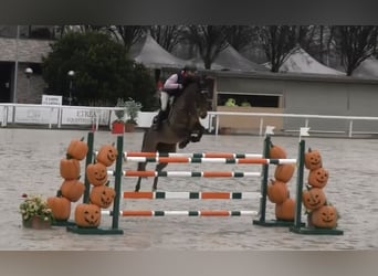 Belgisches Warmblut, Stute, 11 Jahre, 171 cm