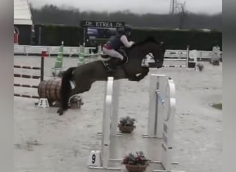 Belgisches Warmblut, Stute, 11 Jahre, 171 cm