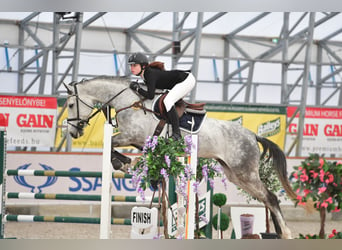 Belgisches Warmblut, Stute, 11 Jahre, 173 cm, Schimmel