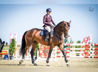 Belgisches Warmblut, Stute, 11 Jahre, 175 cm, Brauner