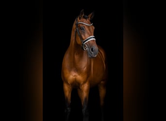 Belgisches Warmblut, Stute, 12 Jahre, 161 cm, Dunkelbrauner