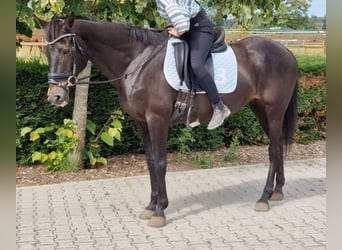 Belgisches Warmblut Mix, Stute, 12 Jahre, 161 cm, Rappe