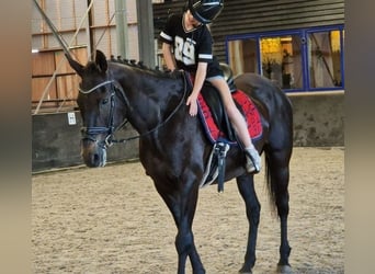 Belgisches Warmblut Mix, Stute, 12 Jahre, 161 cm, Rappe