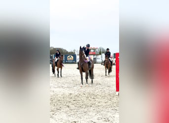 Belgisches Warmblut, Stute, 12 Jahre, 164 cm, Brauner