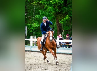 Belgisches Warmblut, Stute, 12 Jahre, 164 cm, Fuchs