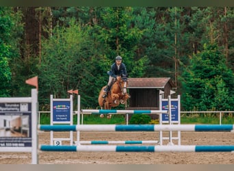 Belgisches Warmblut, Stute, 12 Jahre, 164 cm, Fuchs