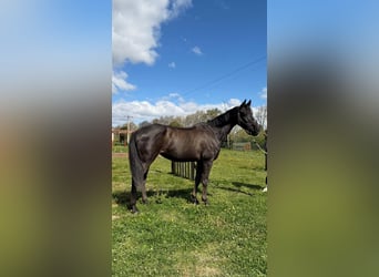 Belgisches Warmblut, Stute, 12 Jahre, 165 cm, Dunkelbrauner