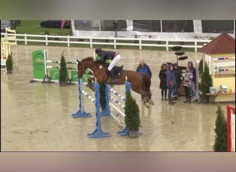 Belgisches Warmblut, Stute, 12 Jahre, 166 cm, Fuchs