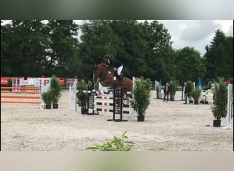 Belgisches Warmblut, Stute, 12 Jahre, 166 cm, Fuchs