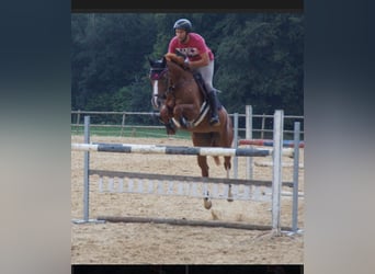 Belgisches Warmblut, Stute, 12 Jahre, 166 cm, Fuchs