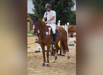 Belgisches Warmblut, Stute, 12 Jahre, 166 cm, Fuchs