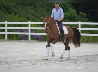 Belgisches Warmblut, Stute, 12 Jahre, 167 cm, Dunkelfuchs