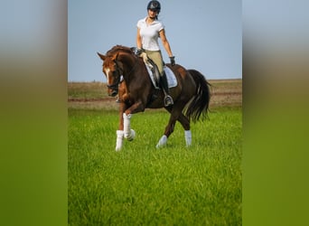 Belgisches Warmblut, Stute, 12 Jahre, 168 cm, Dunkelfuchs