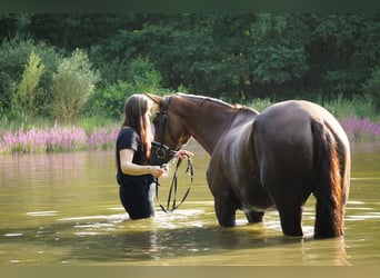 Belgisches Warmblut, Stute, 12 Jahre, 168 cm, Dunkelfuchs