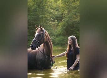 Belgisches Warmblut, Stute, 12 Jahre, 168 cm, Dunkelfuchs