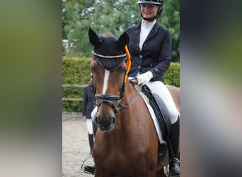 Belgisches Warmblut, Stute, 12 Jahre, 168 cm, Dunkelfuchs