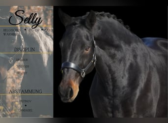 Belgisches Warmblut, Stute, 12 Jahre, 170 cm, Schwarzbrauner