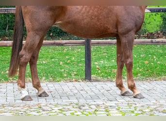 Belgisches Warmblut, Stute, 12 Jahre, 173 cm, Fuchs