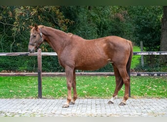 Belgisches Warmblut, Stute, 12 Jahre, 173 cm, Fuchs