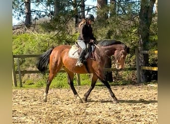 Belgisches Warmblut, Stute, 12 Jahre, 175 cm, Brauner