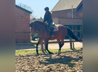 Belgisches Warmblut, Stute, 12 Jahre, 175 cm, Brauner