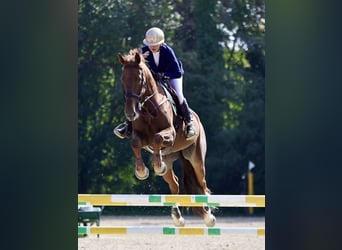 Belgisches Warmblut, Stute, 12 Jahre, 178 cm, Fuchs