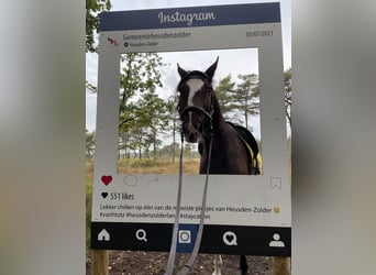 Belgisches Warmblut, Stute, 13 Jahre, 163 cm, Dunkelbrauner
