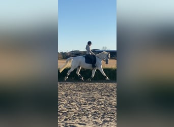 Belgisches Warmblut, Stute, 13 Jahre, 163 cm, White