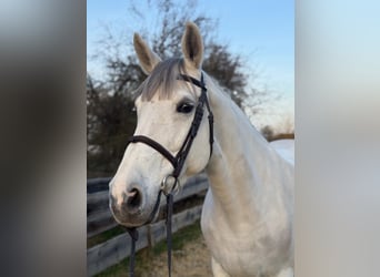 Belgisches Warmblut, Stute, 13 Jahre, 165 cm, Schimmel