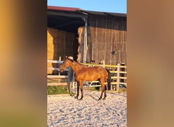 Belgisches Warmblut, Stute, 13 Jahre, 168 cm, Brauner