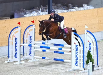 Belgisches Warmblut, Stute, 13 Jahre, 168 cm, Brauner