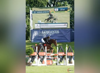 Belgisches Warmblut, Stute, 13 Jahre, 168 cm, Brauner