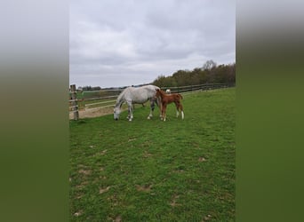 Belgisches Warmblut, Stute, 13 Jahre, 173 cm, Schimmel
