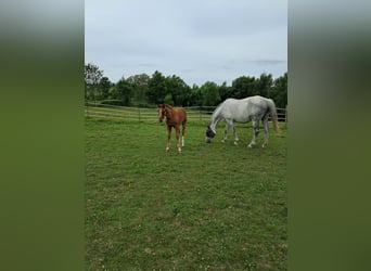 Belgisches Warmblut, Stute, 13 Jahre, 173 cm, Schimmel