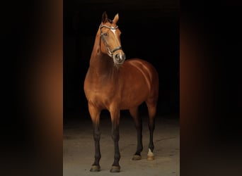 Belgisches Warmblut, Stute, 13 Jahre