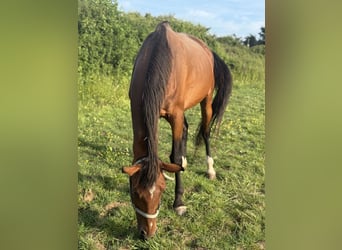 Belgisches Warmblut, Stute, 13 Jahre, Rotbrauner