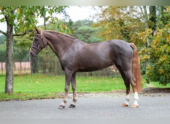 Belgisches Warmblut, Stute, 14 Jahre, 148 cm, Dunkelfuchs
