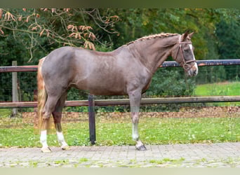 Belgisches Warmblut, Stute, 14 Jahre, 148 cm, Dunkelfuchs