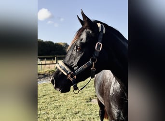 Belgisches Warmblut, Stute, 14 Jahre, 155 cm