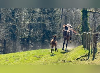 Belgisches Warmblut, Stute, 14 Jahre, 160 cm, Dunkelbrauner